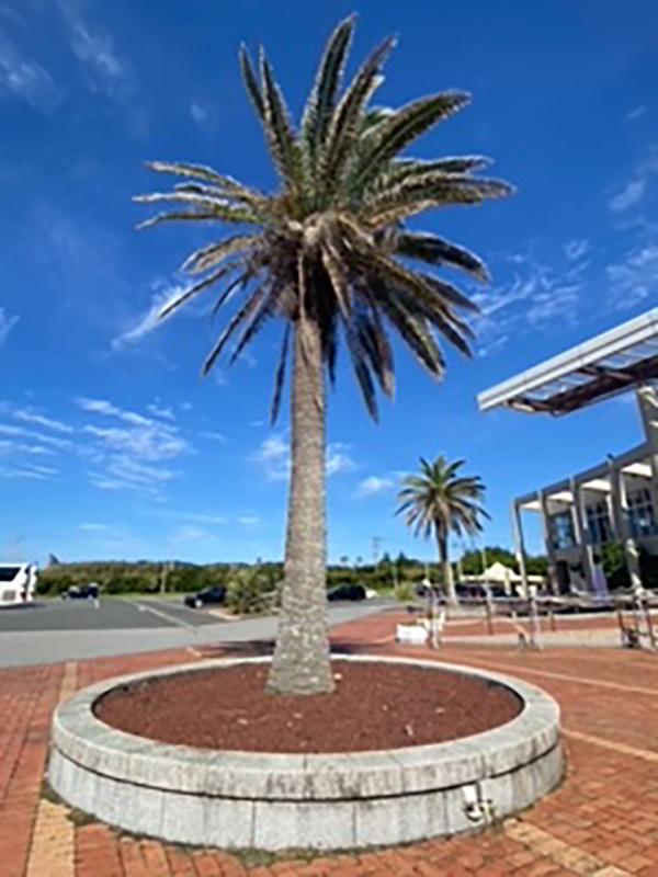 2022年度 千葉版 ガチャピンズラリー達成者