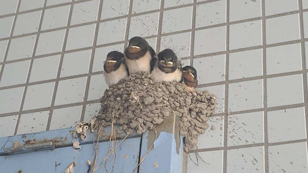 2022年度 千葉版 ガチャピンズラリー達成者