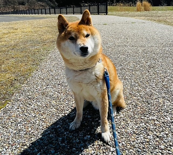 2022年度 千葉版 ガチャピンズラリー達成者