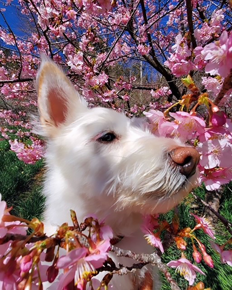 2023年度 千葉版 ガチャピンズラリー達成者