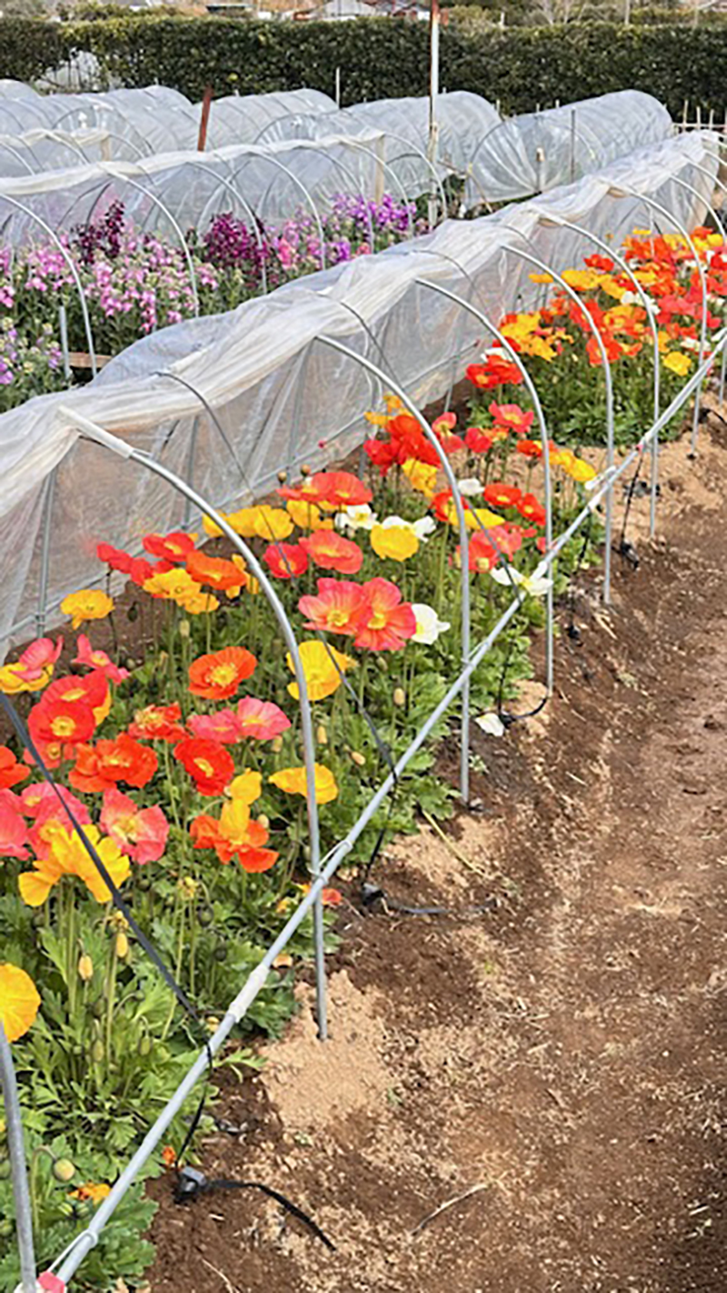 2024年度 千葉版ガチャピンズラリー達成者