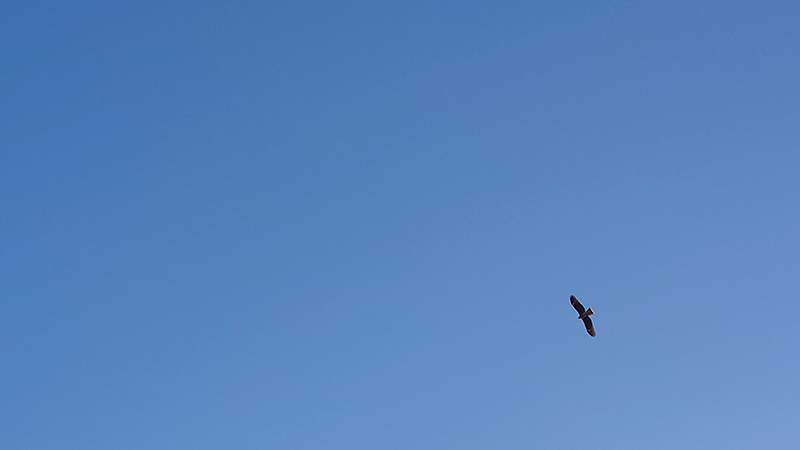 2024年度 千葉版ガチャピンズラリー達成者