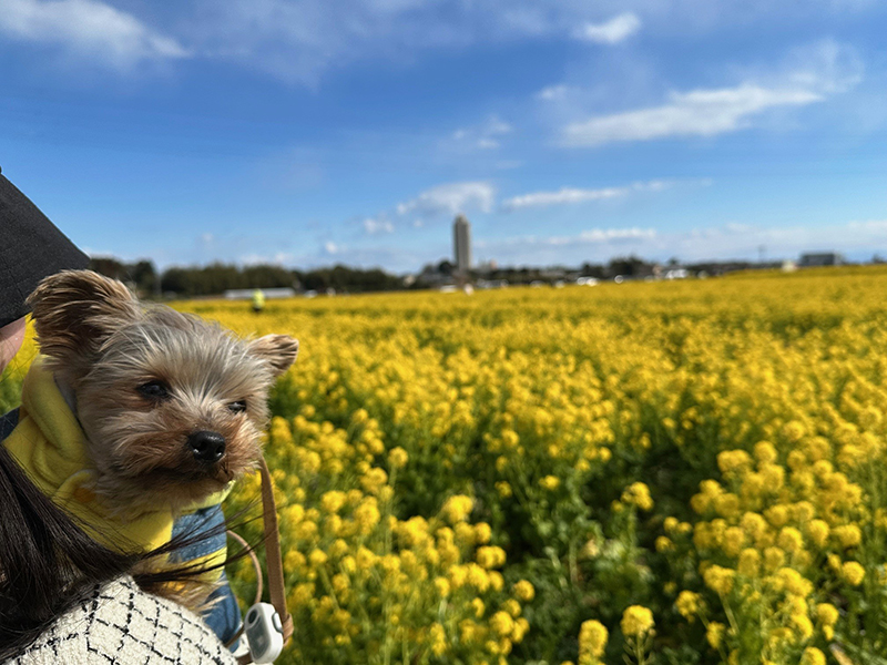 2024年度 千葉版ガチャピンズラリー達成者