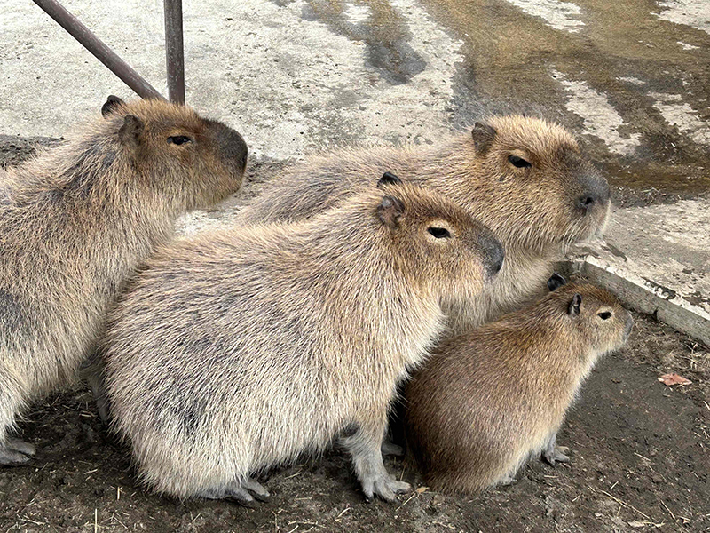 2025年度 千葉版 ガチャピンズラリー達成者