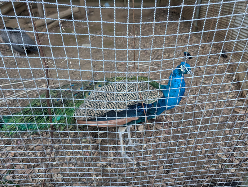 2025年度 千葉版 ガチャピンズラリー達成者