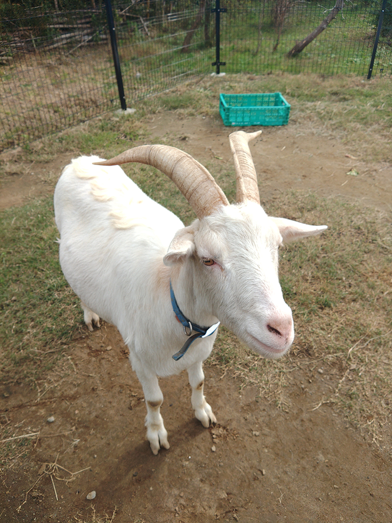 2025年度 千葉版 ガチャピンズラリー達成者