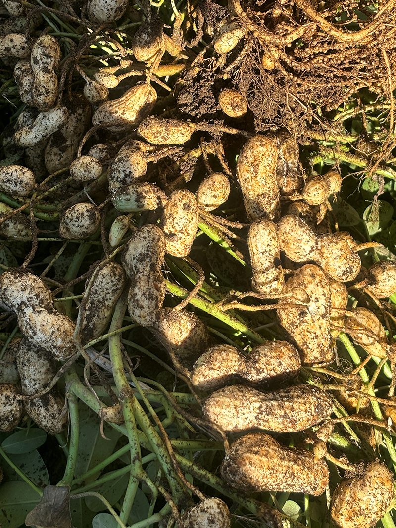 2025年度 千葉版 ガチャピンズラリー達成者