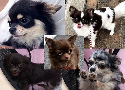 2018年度 121駅 ガチャピンズラリー達成者