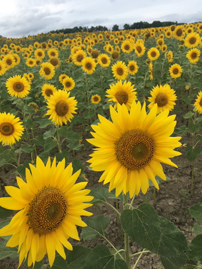 2018年度 121駅 ガチャピンズラリー達成者