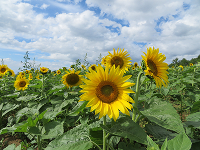 2019年度 124駅 ガチャピンズラリー達成者