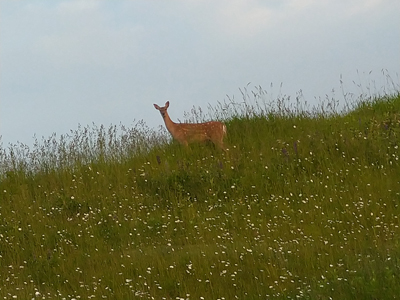 2020年度 127駅 ガチャピンズラリー達成者