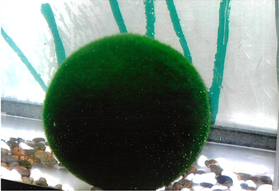 2020年度 127駅 ガチャピンズラリー達成者