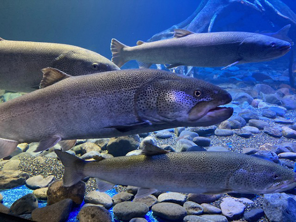 2021年度 129駅 ガチャピンズラリー達成者