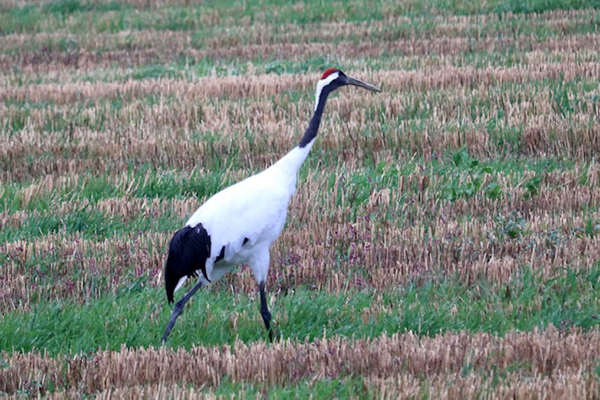 2021年度 129駅 ガチャピンズラリー達成者