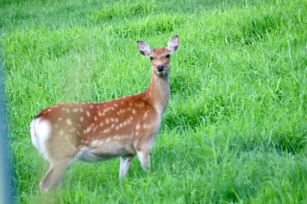 2021年度 129駅 ガチャピンズラリー達成者