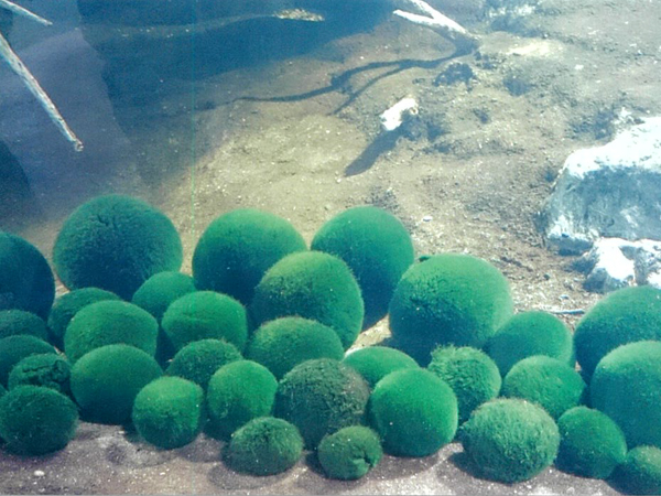 2021年度 129駅 ガチャピンズラリー達成者