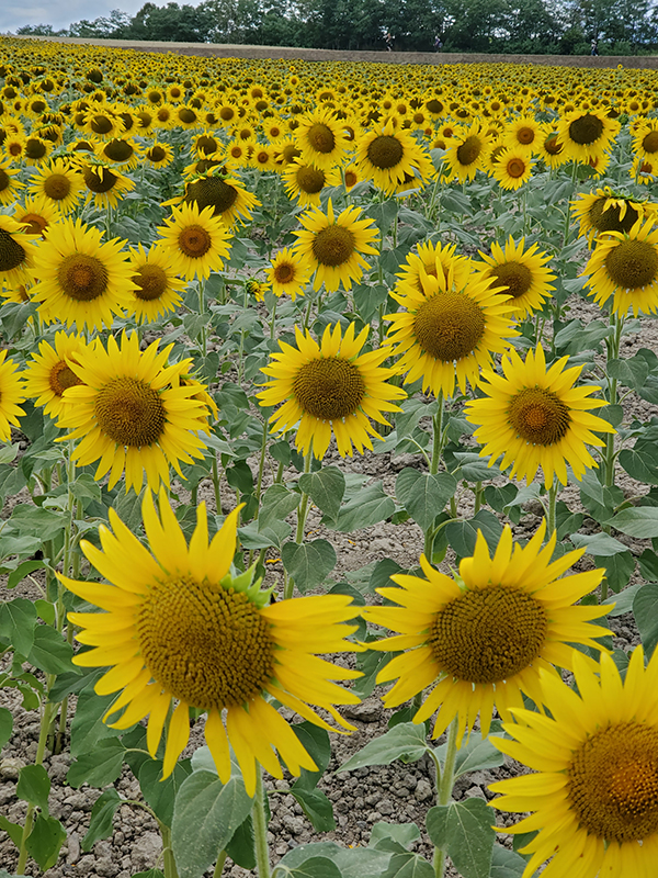 2021年度 129駅 ガチャピンズラリー達成者