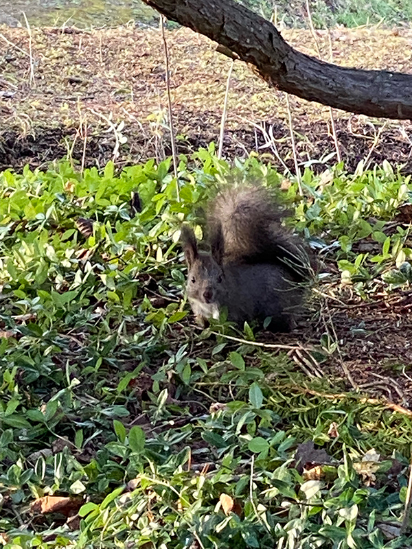 2021年度 129駅 ガチャピンズラリー達成者