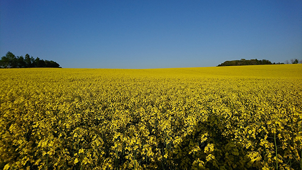 2021年度 129駅 ガチャピンズラリー達成者