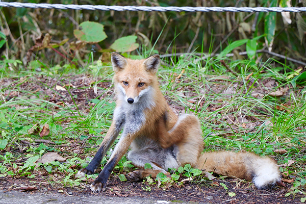 2021年度 129駅 ガチャピンズラリー達成者