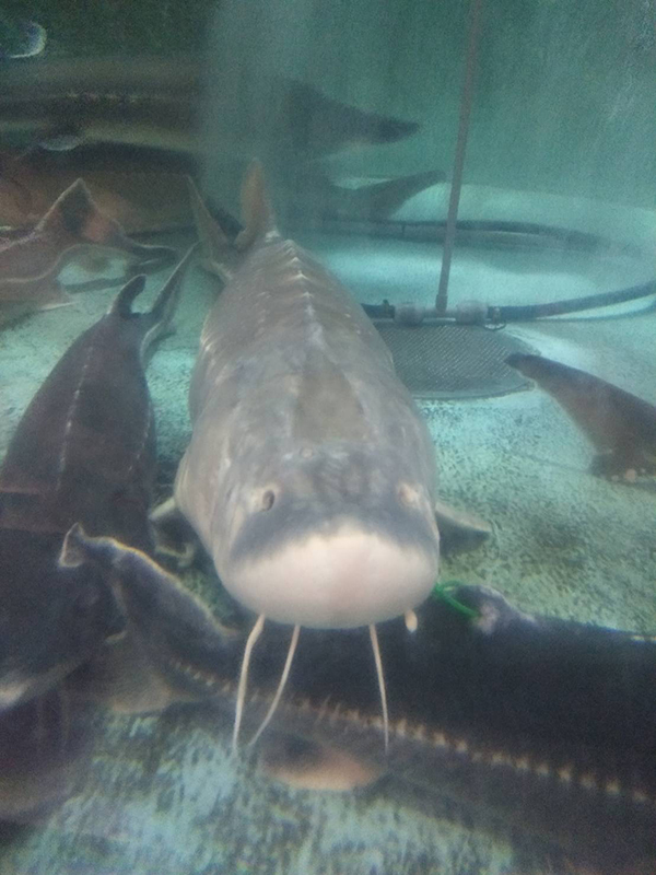 2021年度 129駅 ガチャピンズラリー達成者