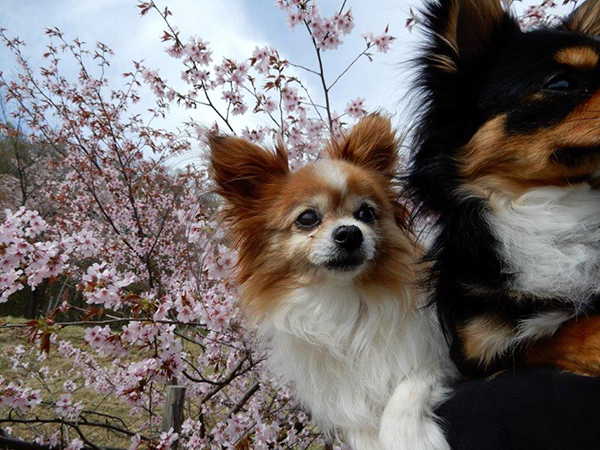 2021年度 129駅 ガチャピンズラリー達成者