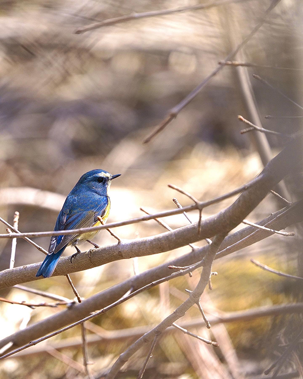 2022年度 北海道版 ガチャピンズラリー達成者