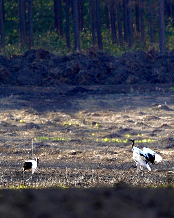 2022年度 北海道版 ガチャピンズラリー達成者