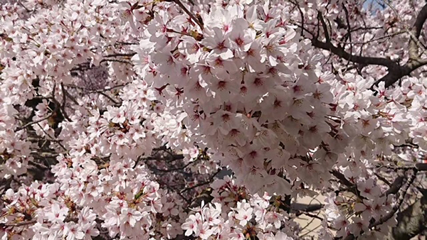 2022年度 北海道版 ガチャピンズラリー達成者