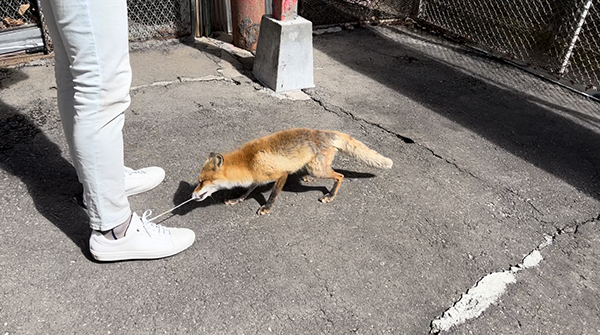 2022年度 北海道版 ガチャピンズラリー達成者