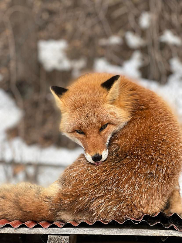 2022年度 北海道版 ガチャピンズラリー達成者