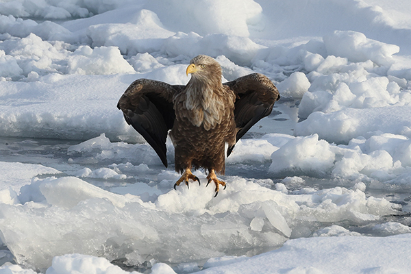 2022年度 北海道版 ガチャピンズラリー達成者