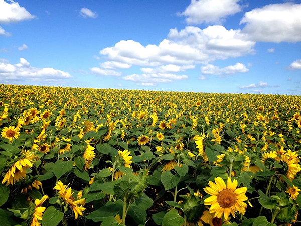 2022年度 北海道版 ガチャピンズラリー達成者