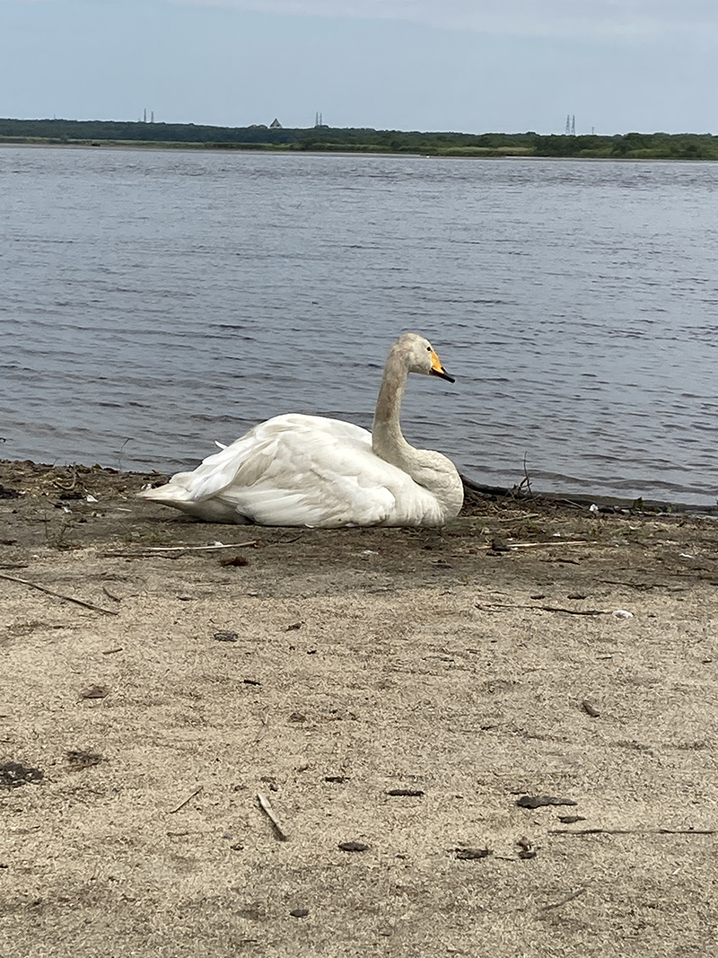 2023年度 北海道版 ガチャピンズラリー達成者