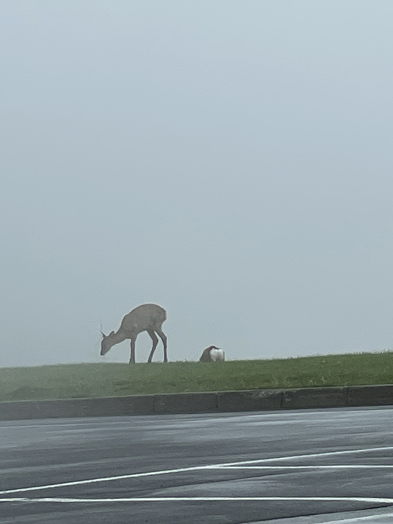 2023年度 北海道版 ガチャピンズラリー達成者