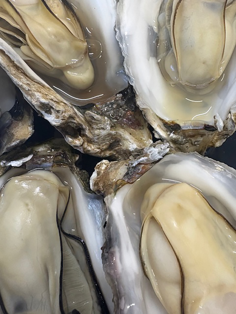 2024年度 北海道版 ガチャピンズラリー達成者