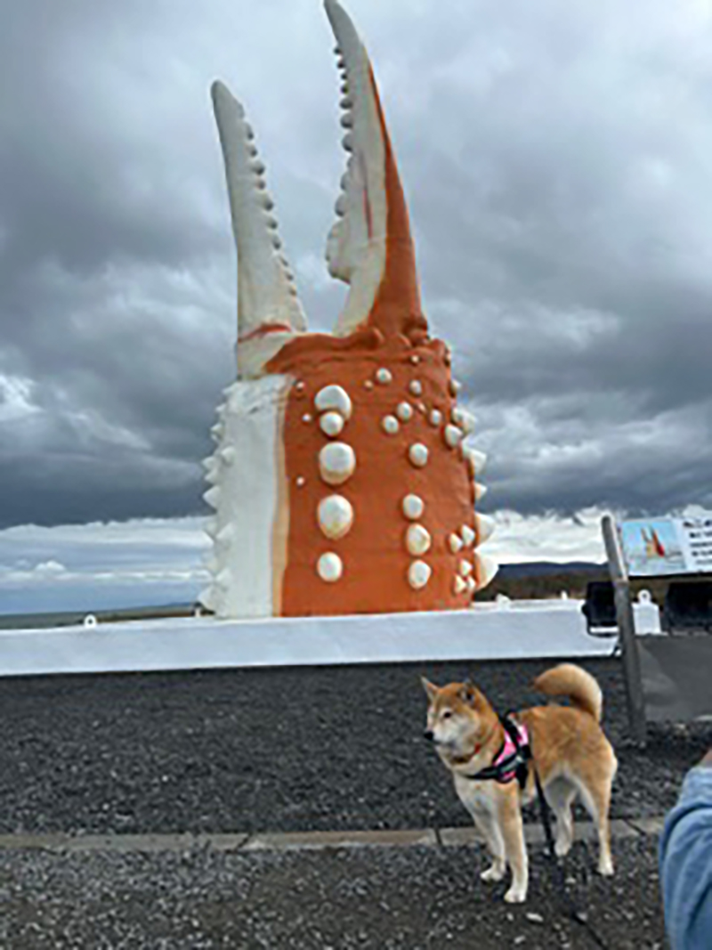 2025年度 北海道版 ガチャピンズラリー達成者