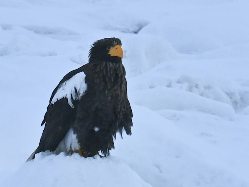 2025年度 北海道版 ガチャピンズラリー達成者