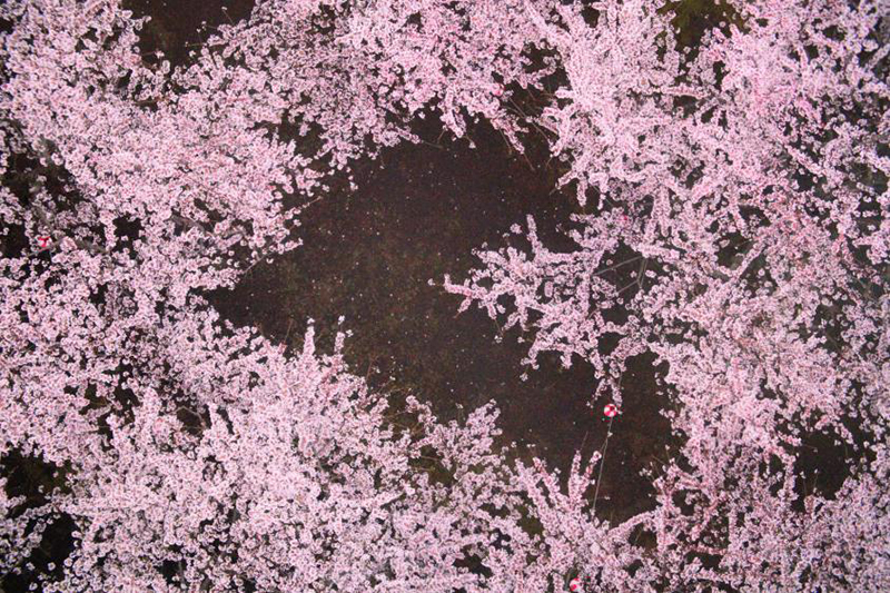 2025年度 北海道版 ガチャピンズラリー達成者