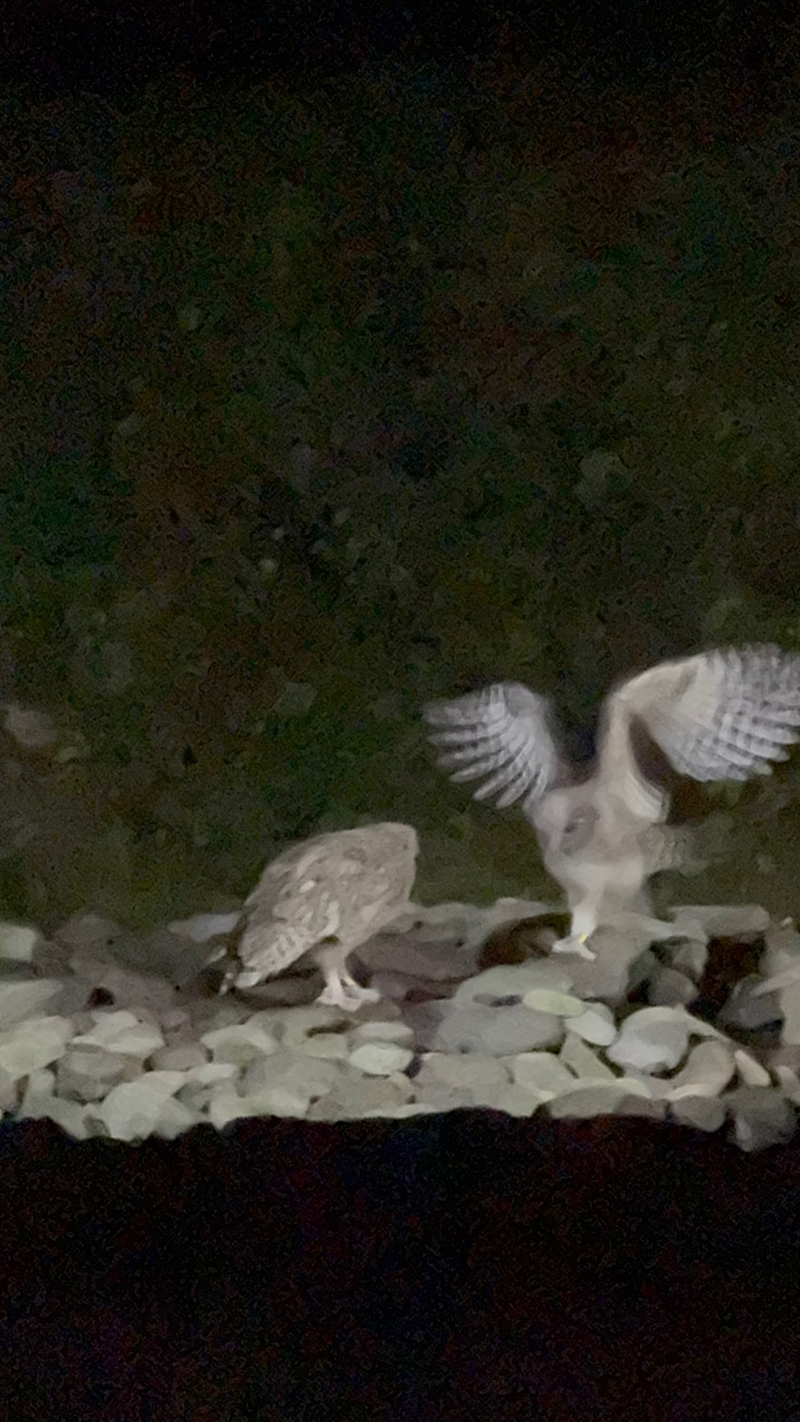 2025年度 北海道版 ガチャピンズラリー達成者