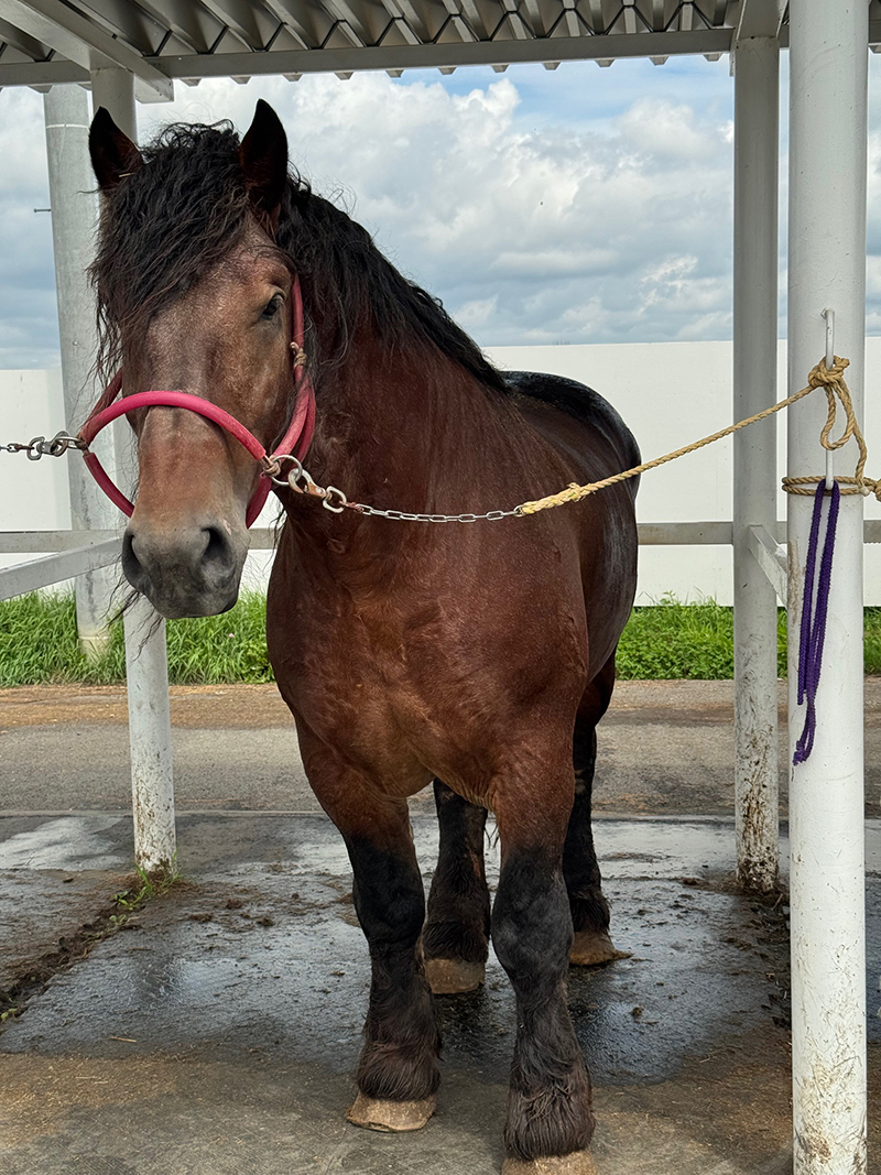 2025年度 北海道版 ガチャピンズラリー達成者