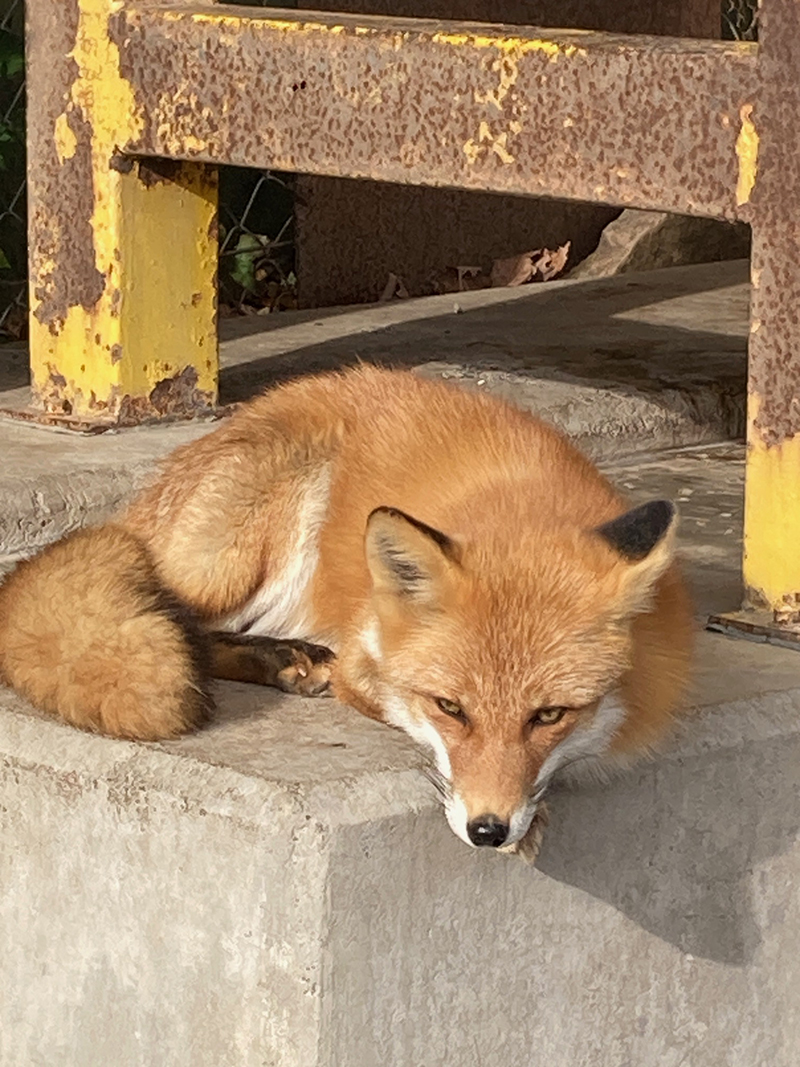 2025年度 北海道版 ガチャピンズラリー達成者