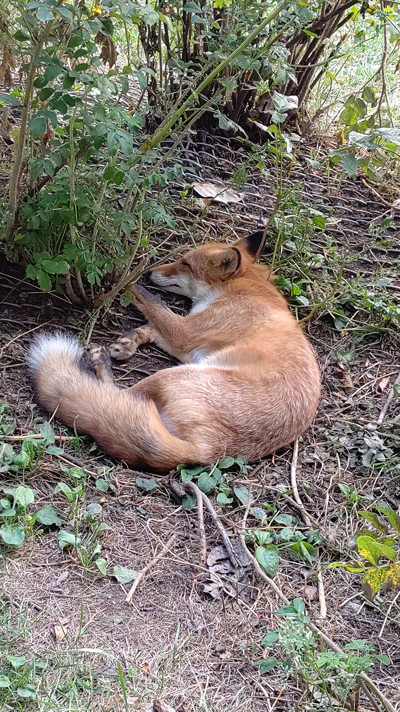 2025年度 北海道版 ガチャピンズラリー達成者