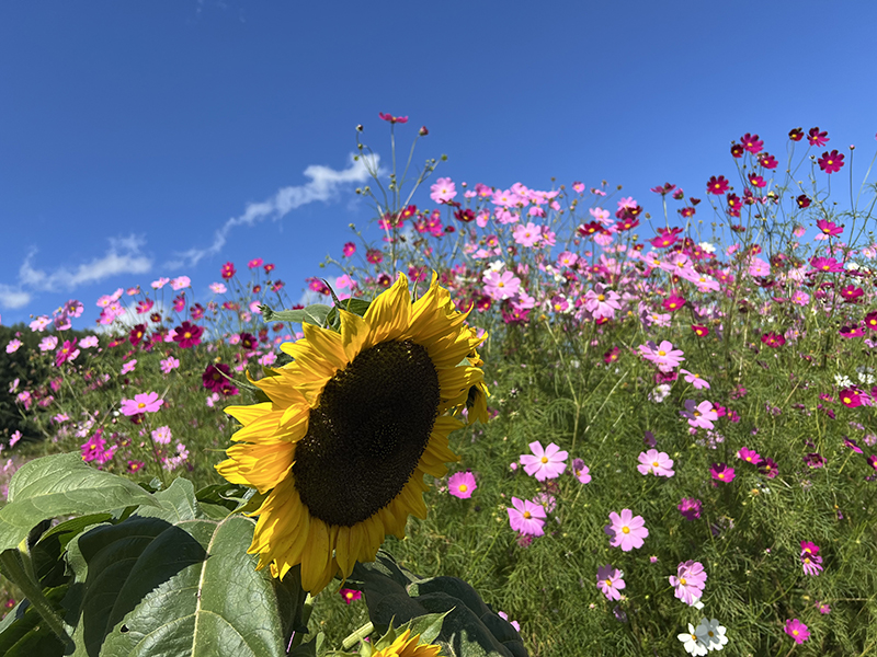 2025年度 北海道版 ガチャピンズラリー達成者
