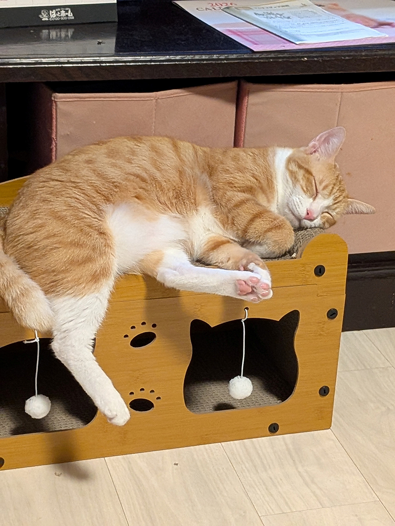 2025年度 茨城版 ガチャピンズラリー達成者