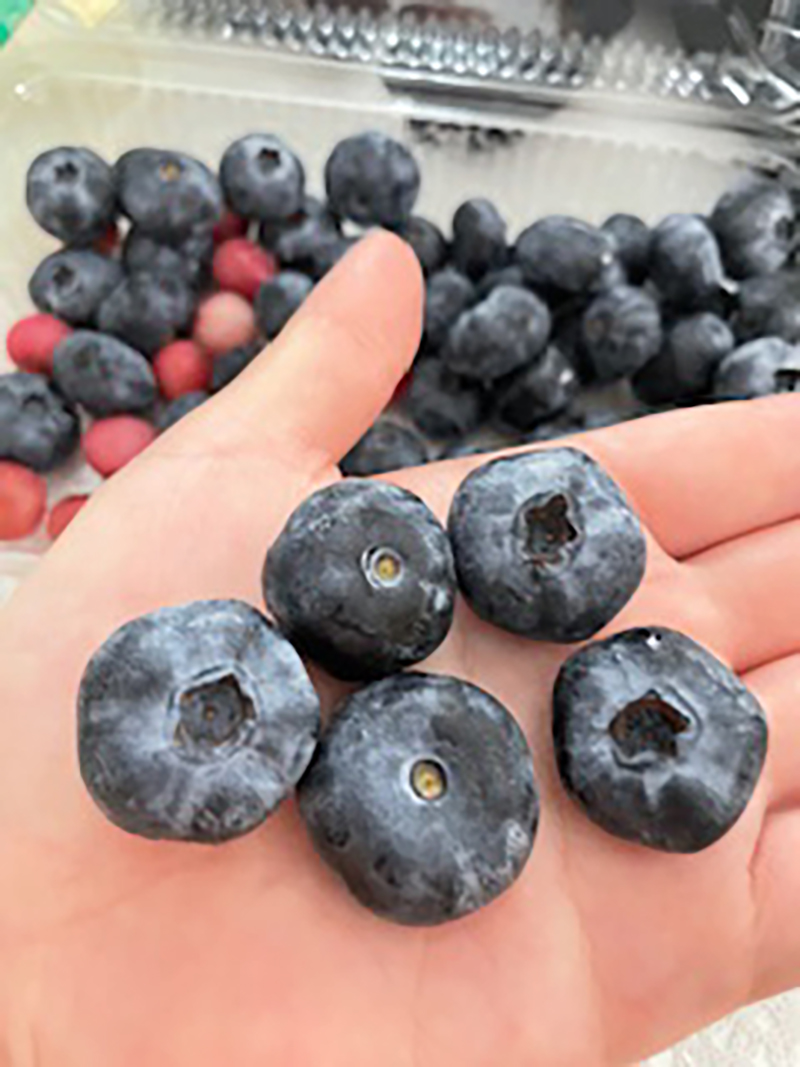 2024年度 関東版ガチャピンズラリー達成者