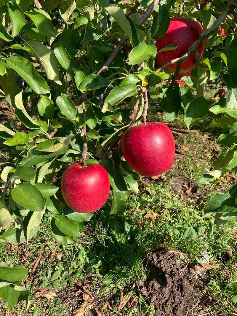 2025年度 関東版 ガチャピンズラリー達成者