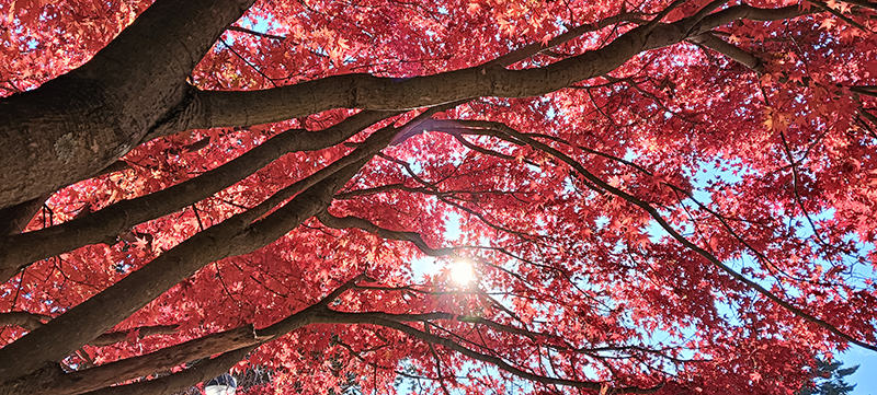 2024年度 長野版ガチャピンズラリー達成者