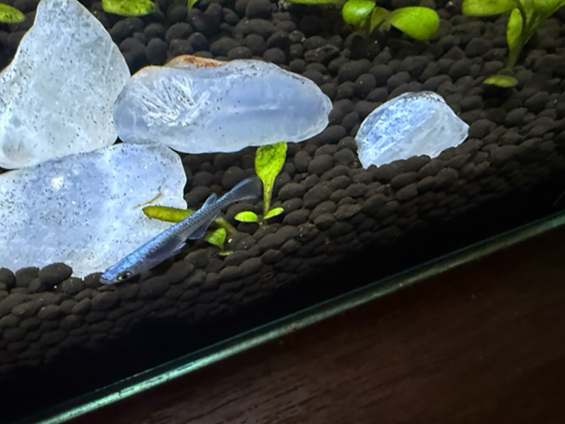 2025年度 長野版 ガチャピンズラリー達成者