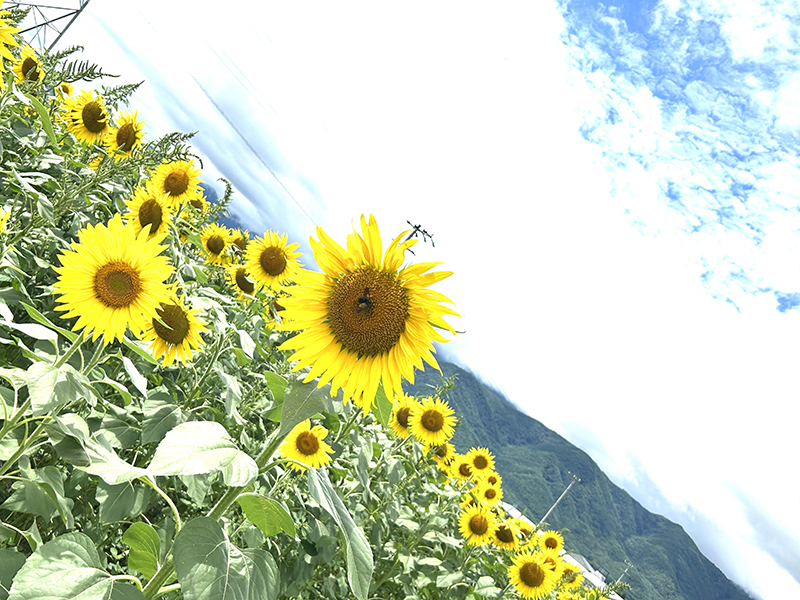 2025年度 長野版 ガチャピンズラリー達成者